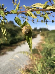 Cepaea nemoralis