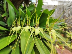 Brassia