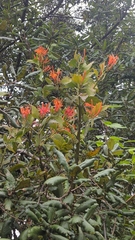 Psittacanthus schiedeanus