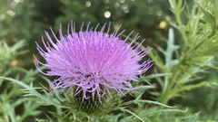 Cirsium discolor
