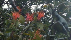 Psittacanthus schiedeanus
