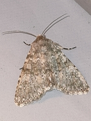 Polymixis dubia