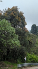 Psittacanthus schiedeanus