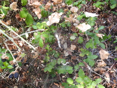 Cyrtophora citricola
