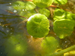 Hydrocotyle vulgaris