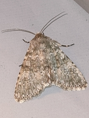 Polymixis dubia