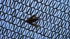 Sphaenothecus trilineatus