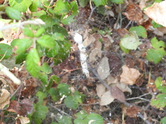 Cyrtophora citricola