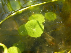 Hydrocotyle vulgaris