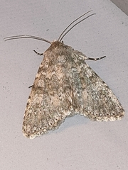 Polymixis dubia