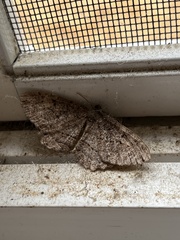 Neoalcis californiaria