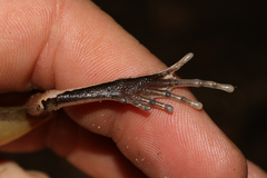 Platyplectrum melanopyga