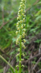 Reseda luteola