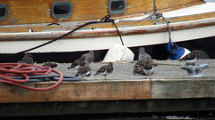 Calidris virgata