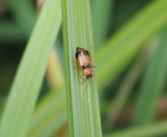 Phyllobrotica quadrimaculata