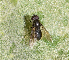 Cheilosia