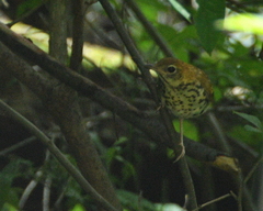 Hylocichla mustelina