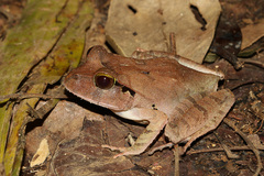 Platyplectrum melanopyga