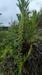 Reseda luteola