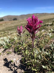 Castilleja parviflora olympica