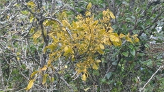 Phoradendron