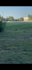 Leporidae