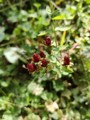 Hypericum maculatum maculatum