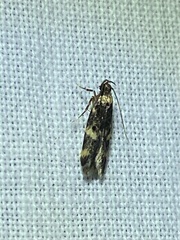 Oegoconia novimundi