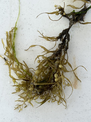 Sargassaceae