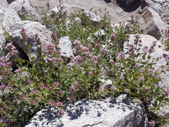 Ageratina occidentalis