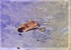 Parthenicus juniperi