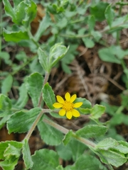 Osteospermum ciliatum