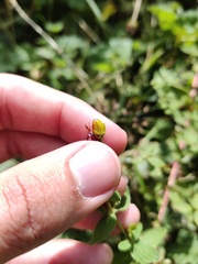 Hypericum maculatum maculatum