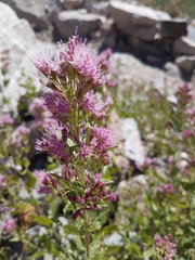 Ageratina occidentalis