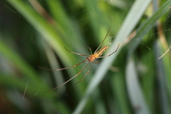 Tetragnatha