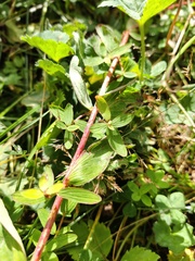 Hypericum maculatum maculatum