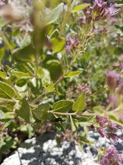 Ageratina occidentalis