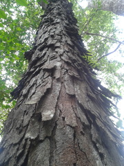 Toxicodendron succedaneum