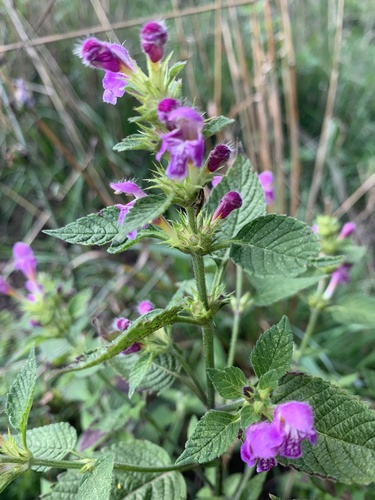 konopnica páperistá (Galeopsis pubescens)