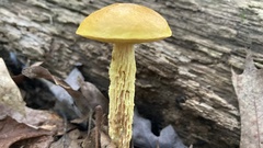 Aureoboletus betula