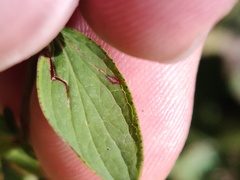 Hypericum maculatum maculatum