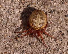 Larinioides patagiatus