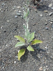 Verbascum gnaphalodes