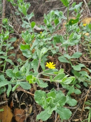 Osteospermum ciliatum