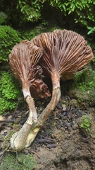 Armillaria mexicana