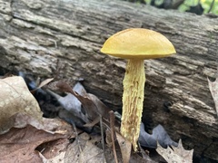 Aureoboletus betula