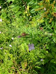 Epilobium parviflorum