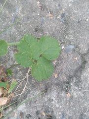Aegopodium podagraria