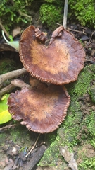 Armillaria mexicana