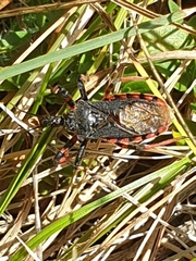 Rhynocoris annulatus